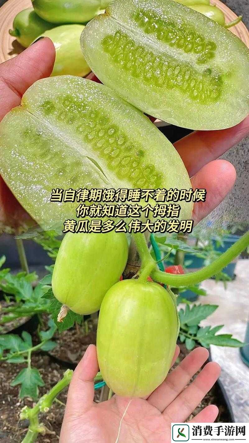 八重子拿黄瓜奖励