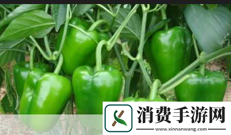 青椒影视2.6.5新功能震撼发布