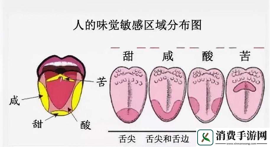 晚上睡觉下面一直硬的原因