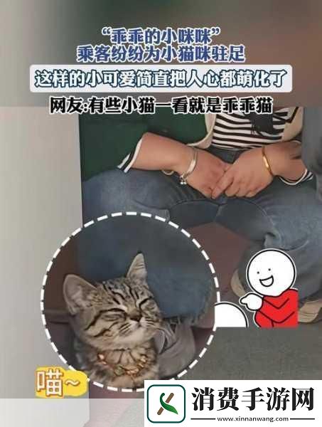 萌宠新纪元！小猫咪大城市2024年携中文版登陆XGP