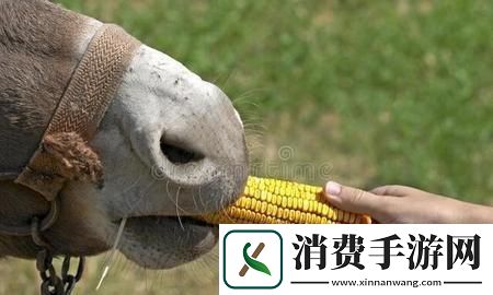 傻大壮“驴样”奇观