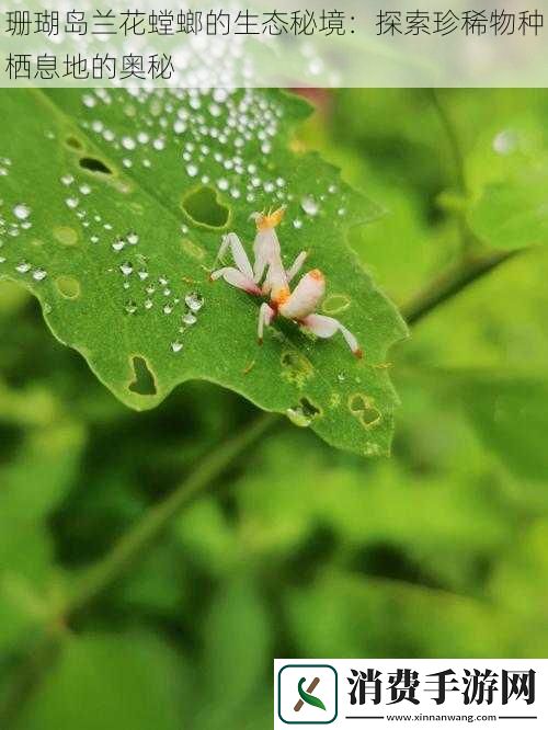 珊瑚岛兰花螳螂的生态秘境
