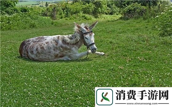 傻大壮“驴样”奇观