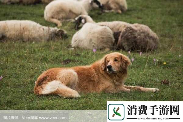 ZOOMSERVO兽狗牧场不限次数观看