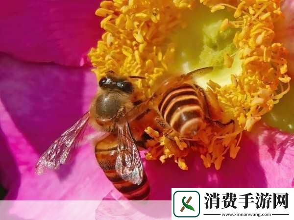 采蜜1v.1h方橙采意