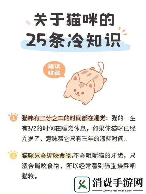 探索神秘黑夜中猫的秘密掌握与猫共处的实用攻略指南