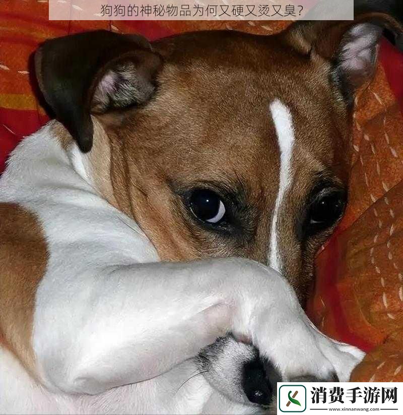 狗狗的神秘物品为何又硬又烫又臭