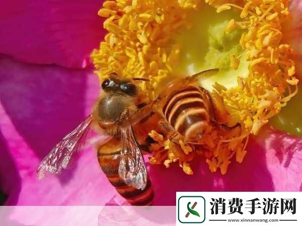 采蜜1v.1h方橙采意