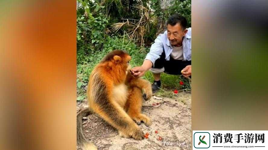 金丝猴下山串门村民热情款待