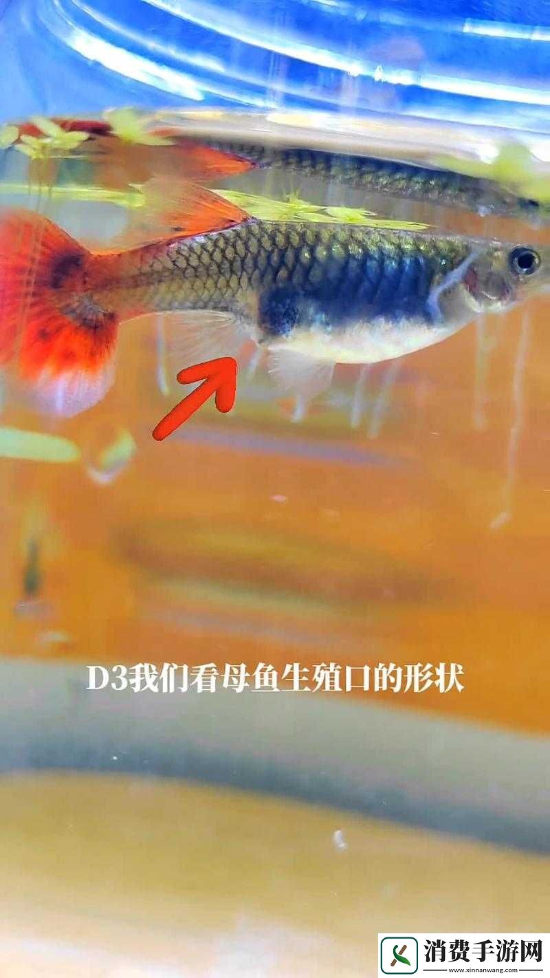 万灵启源中孔雀鱼无明的全方位解析与培养指南