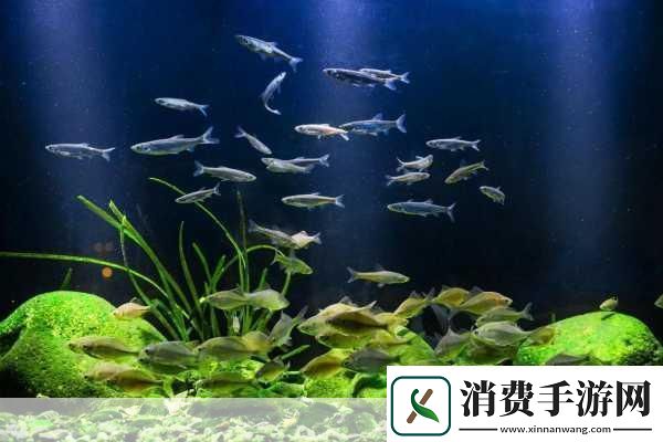 篮球队的公共玩具正伟