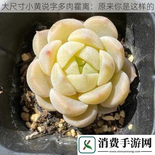 大尺寸小黄说字多肉霍离