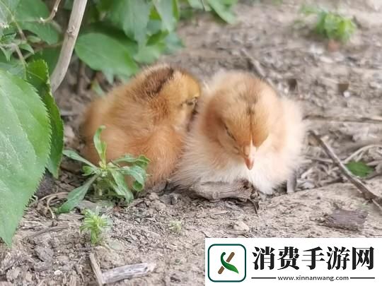 “梦游鸡界
