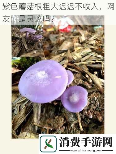 紫色蘑菇根粗大迟迟不收入