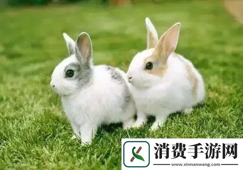 班主任的兔子真好看