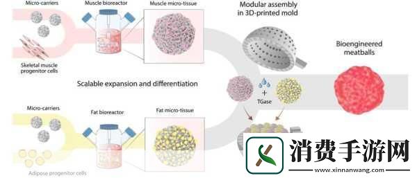动物胶配方大全