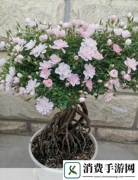 久久久国产精华特点2024