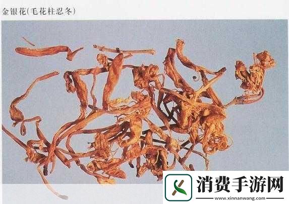 人鱼繁衍期9–aininii