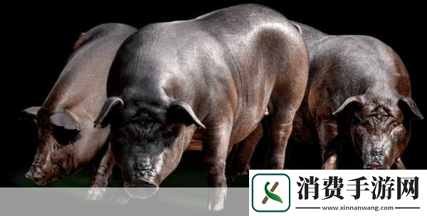 人马畜禽CORPORATION猪养殖行业所面对的课题