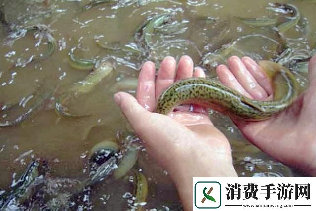 “溜溜鳅鳅‘钻’奇观