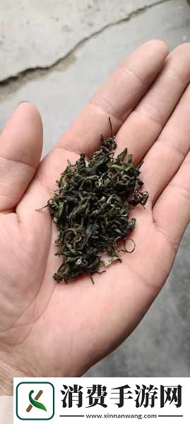 成都新茶嫩茶