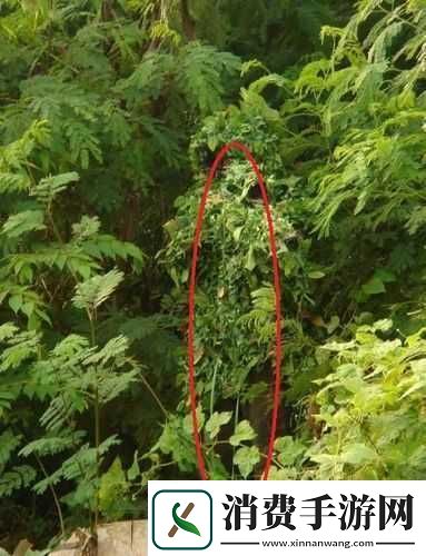 使命召唤4中狙击手的最佳隐藏与射击位置究竟在何处