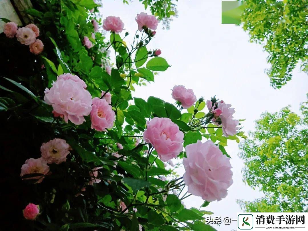 六月婷