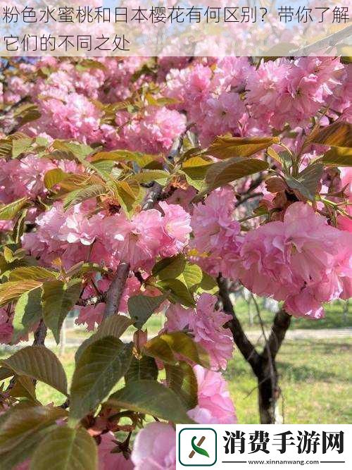 粉色水蜜桃和日本樱花有何区别