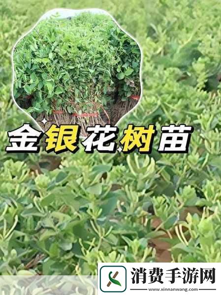 小尾巴txt金银花原文