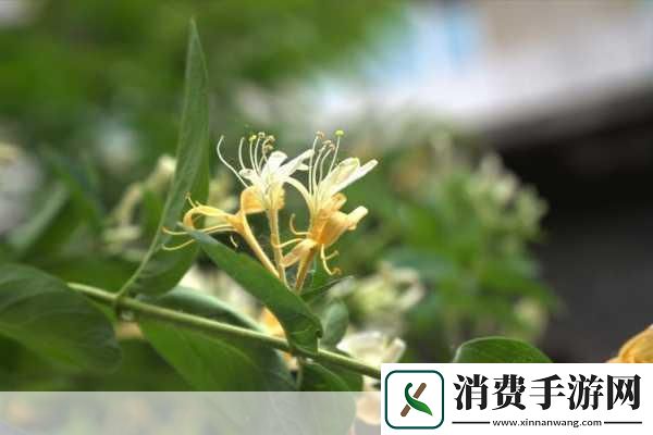 小尾巴txt金银花原文