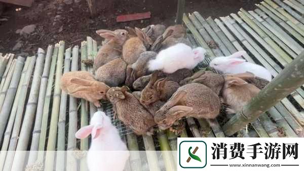 衬衫里的小白兔蹦蹦跳跳