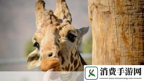 长颈鹿每天的睡眠时间大约是几小时
