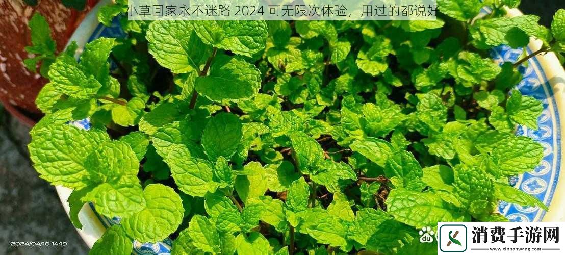 小草回家永不迷路