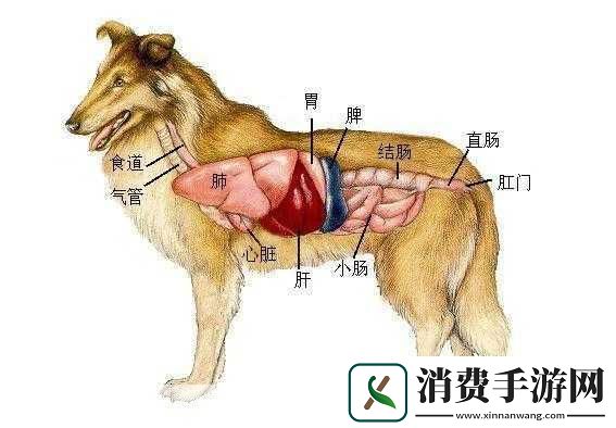 人狗胶配方大全免费天
