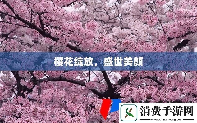 樱花绽放