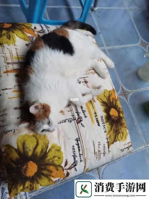 找猫记