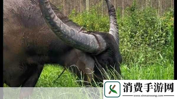 水牛影院