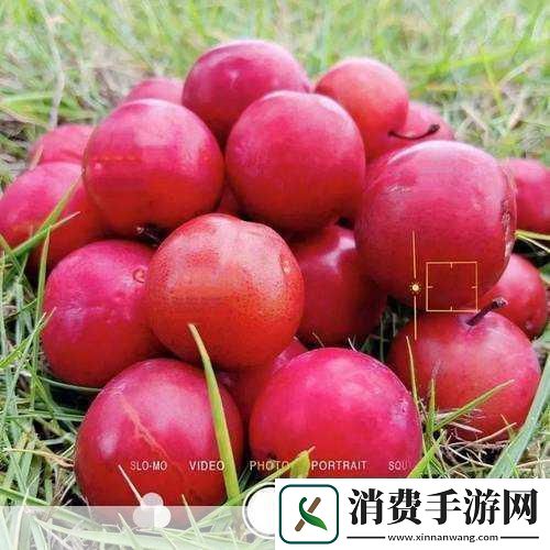 草莓樱桃丝瓜绿秋葵榴莲大全
