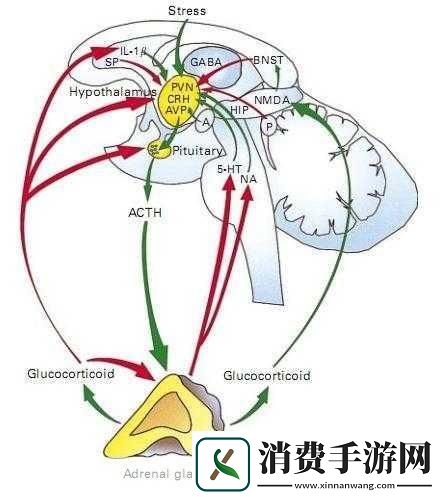横置状态伤害传递