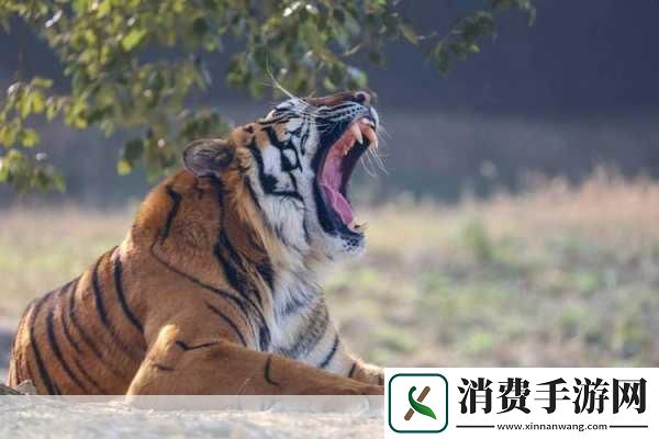 大白*白虎B主题解析1.