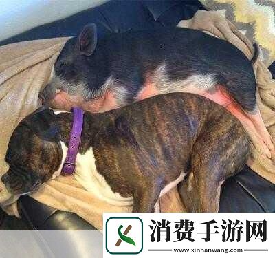 人类与动物的心灵交流