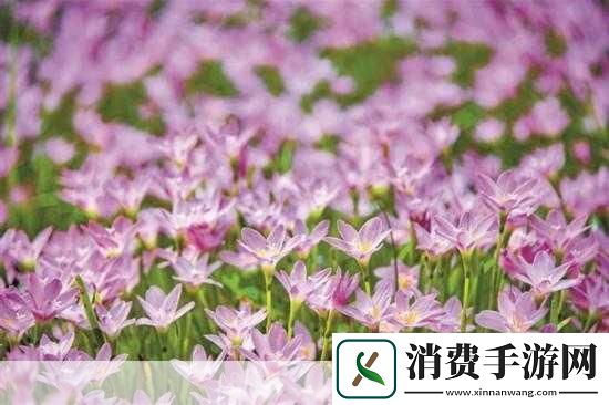 桃红**的进口主题探索1.
