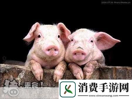 人类与动物的心灵交流