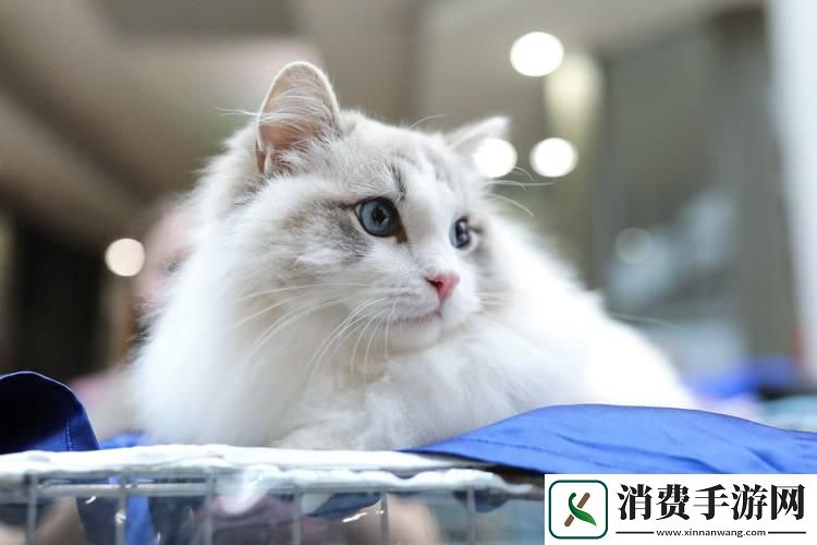 喵星科技