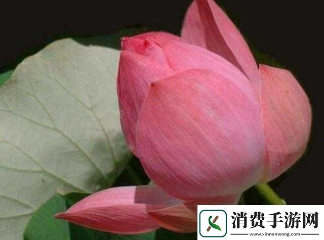 半夜三更莲花开