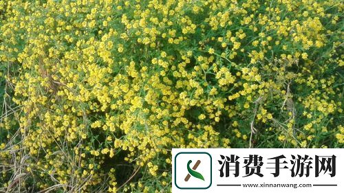 国产做受入口竹菊奇妙体验