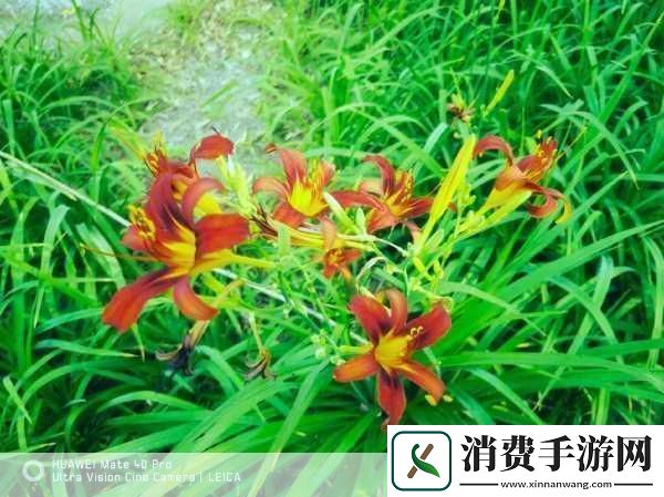 忘忧草1688站当然可以！