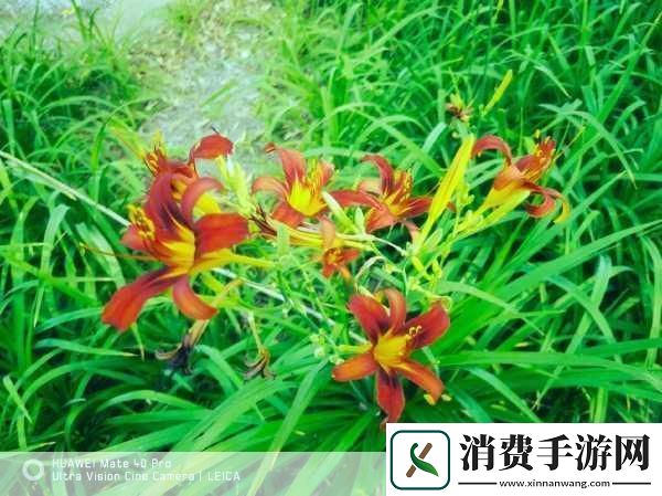 忘忧草1688站