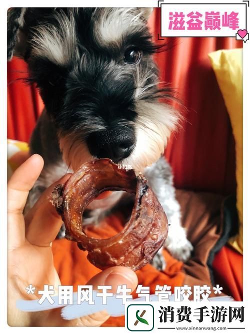 新揭秘狗和人胶配方20分钟