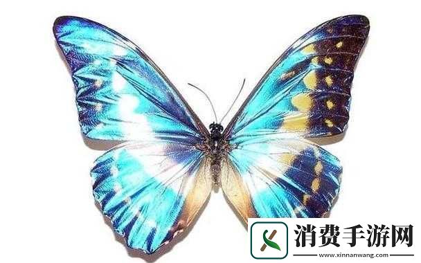 女生蝴蝶比罕见吗